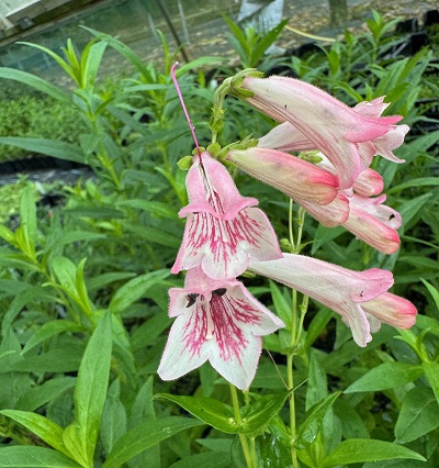 Penstemon 'Hidcote Pink'